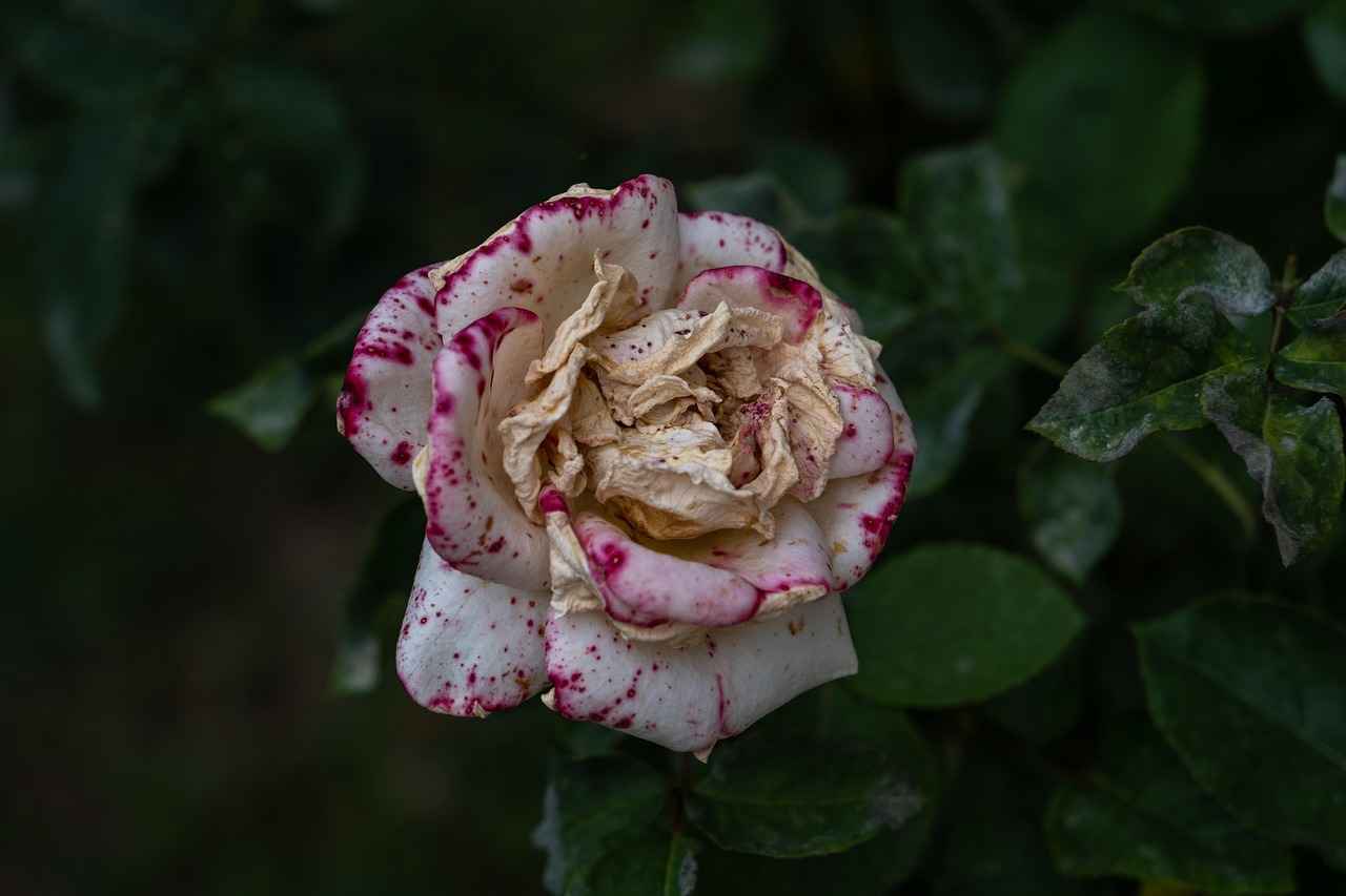 Dikey Temizlik Robotları: Yeni Nesil Duvar ve Pencere Temizleme Teknolojileri Dikey Temizlik Robotları: Yeni Nesil Duvar ve Pencere Temizleme Teknolojileri