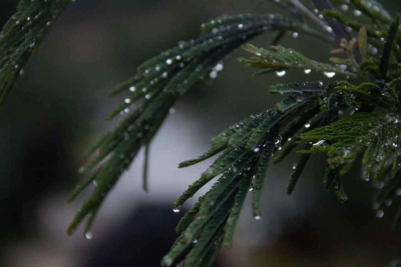 En Sessiz Çalışan Robot Süpürge Modelleri ve Teknik İncelemeleri En Sessiz Çalışan Robot Süpürge Modelleri ve Teknik İncelemeleri