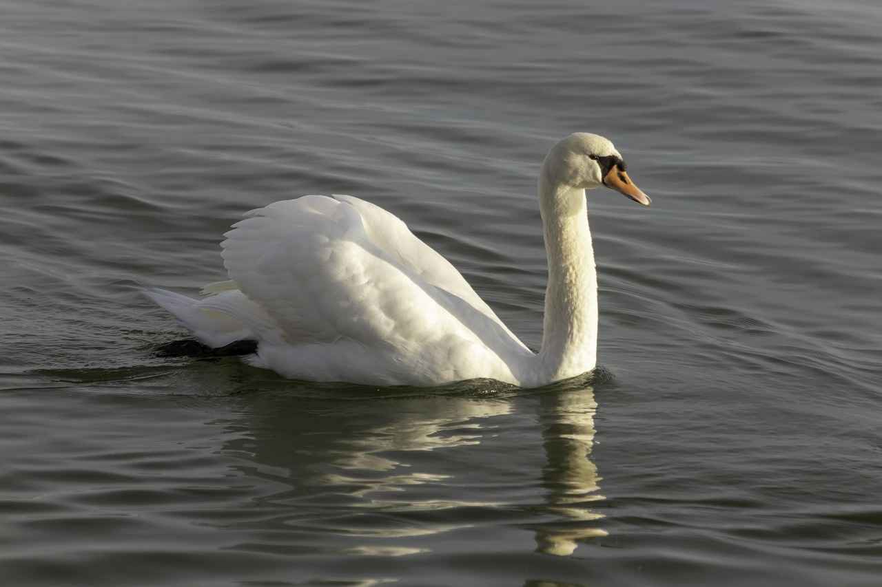 Otomatik Cam Temizleme Robotları Nasıl Çalışır? Otomatik Cam Temizleme Robotları Nasıl Çalışır?